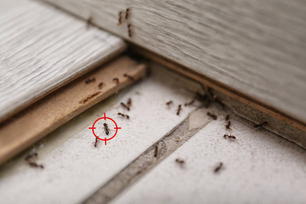 Reliable Plainfield Village, CT Pest Control Solutions