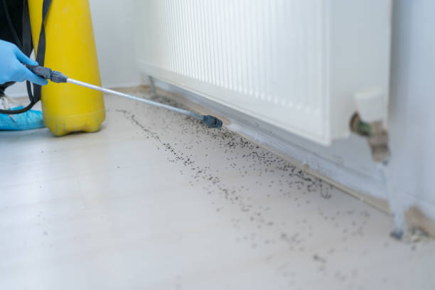 Best Affordable Pest Control Services  in Plainfield Village, CT